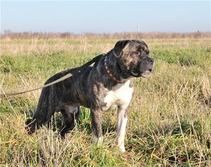 אילוף כלבים