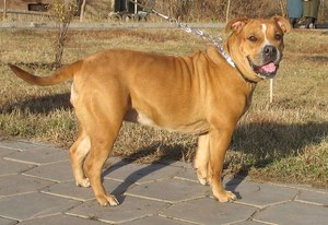 גידול כלבי קדבו