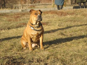מה אומרים בעלי כלבים על הכלבים שלהם?