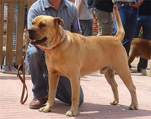 הנחיות לטיפול בכלבים של קדבו