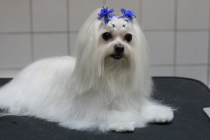 בולונקה: תיאור גזע, טיפול ותמונות של כלבים