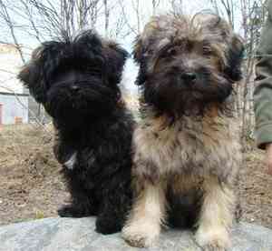 הבלון ותכולתו