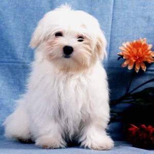 האכלה ותזונה של כלבים איך לטפל בגורי בלונקה