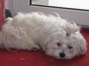 גידול כלבי רחם כלב לפת מלכותי