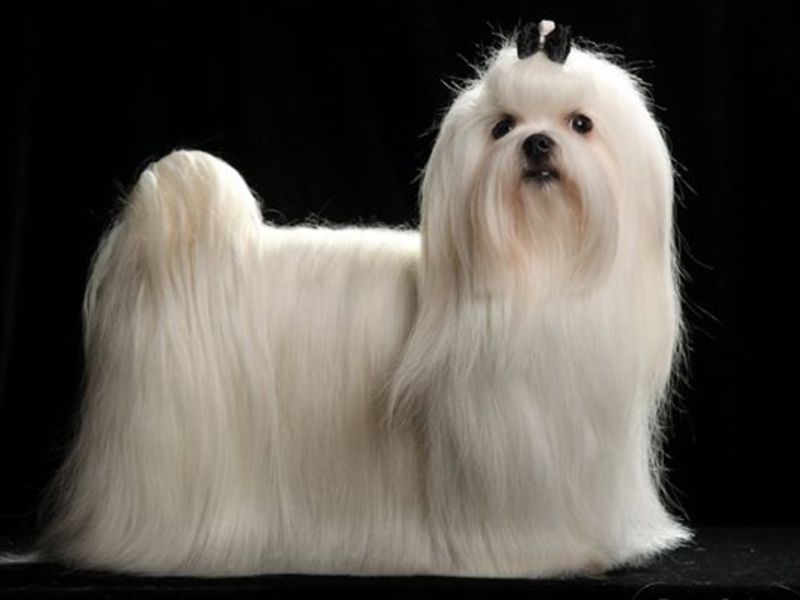 כלבי בולונז מלטזית