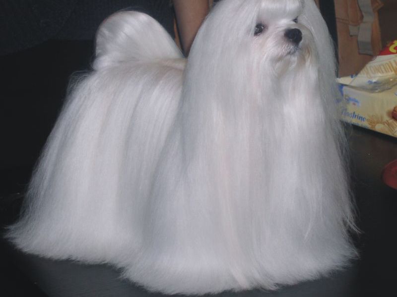 תספורת בלון איך לטפל בפרווה של בלונקה