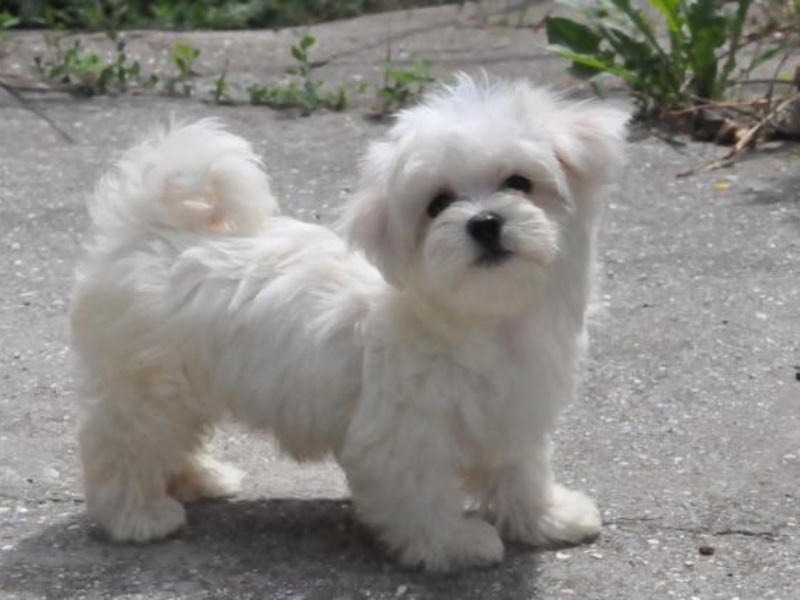 בלונים לבנים ורכים גזע הכלבים בולונז