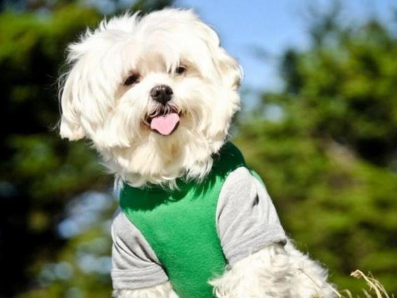 מראה הצילינדר איך נראה בלון?