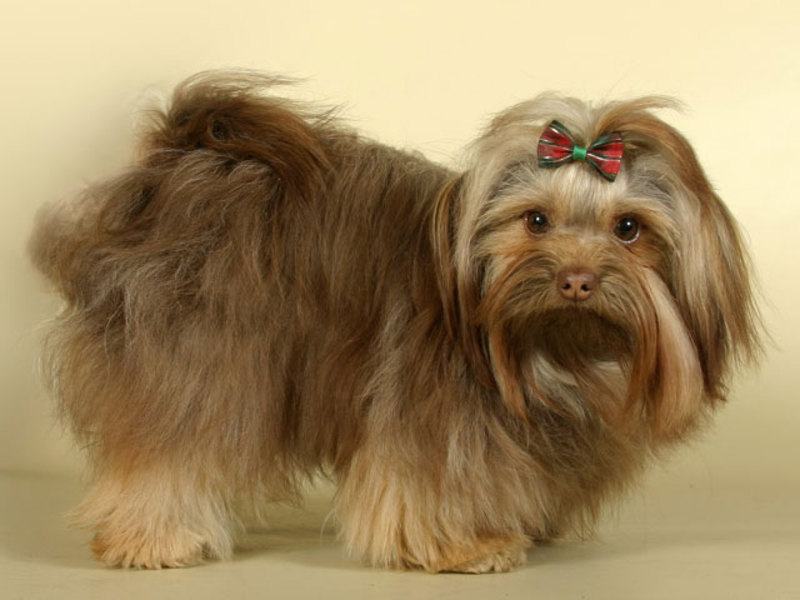 כלבי בולונז בלון רך