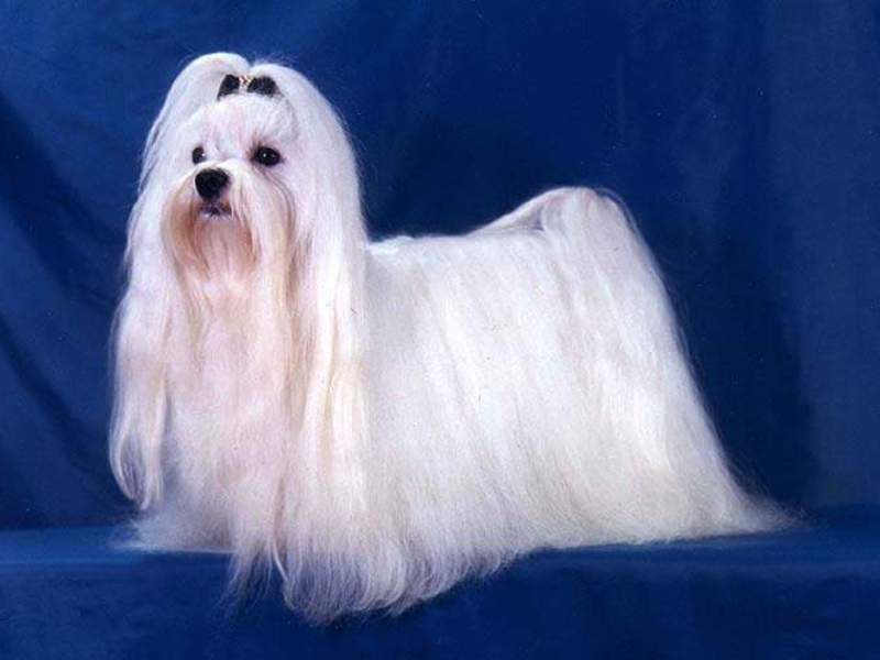 איך לטפל בבלונים כלבים יפים בגובה בינוני