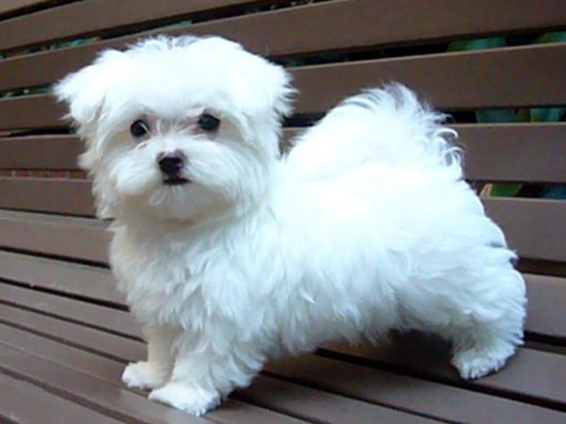 כלבי בולונז תרסיס לבן