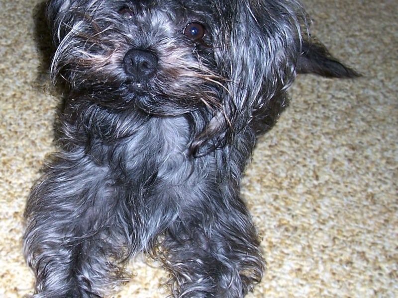 תיאור הצילינדרים מאפייני גזע