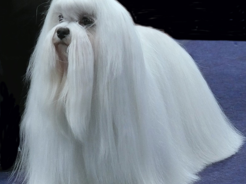 תספורות לבלונים הדיאטה של הבלון