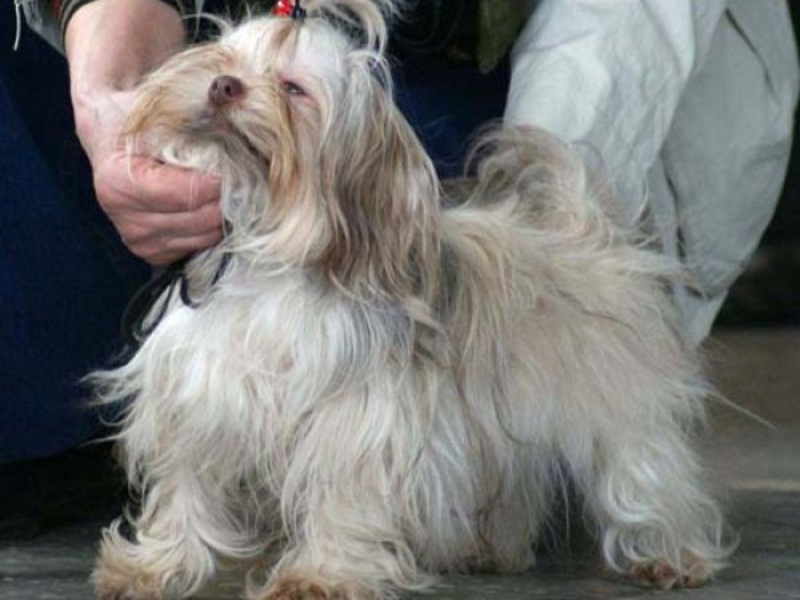 אוכל לכלבים במה הם מאכילים בלונים?