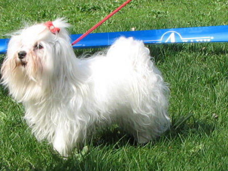 במה להאכיל את הבלון איך לבחור גור בלונקה