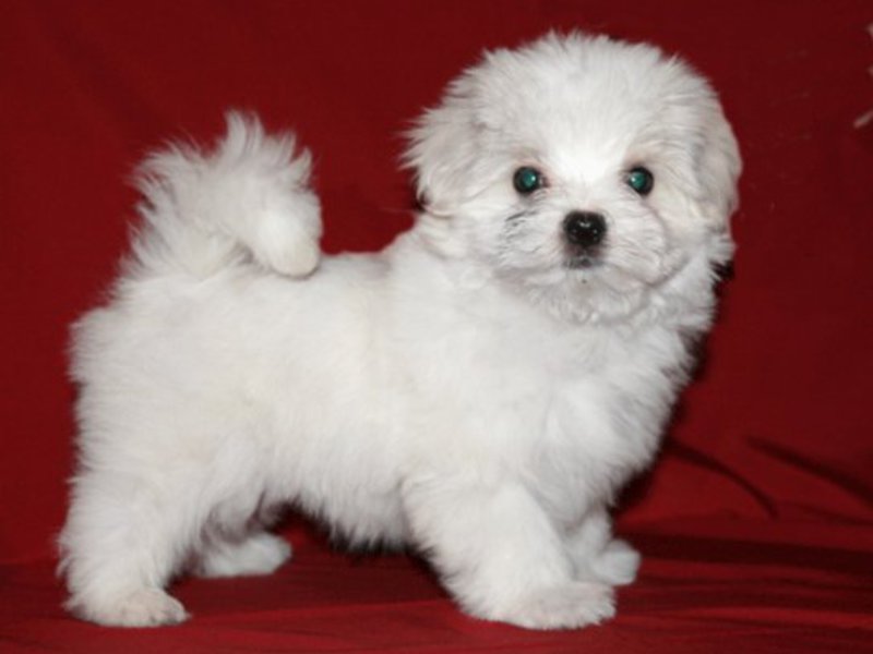 תכולת הצילינדרים מלטזית