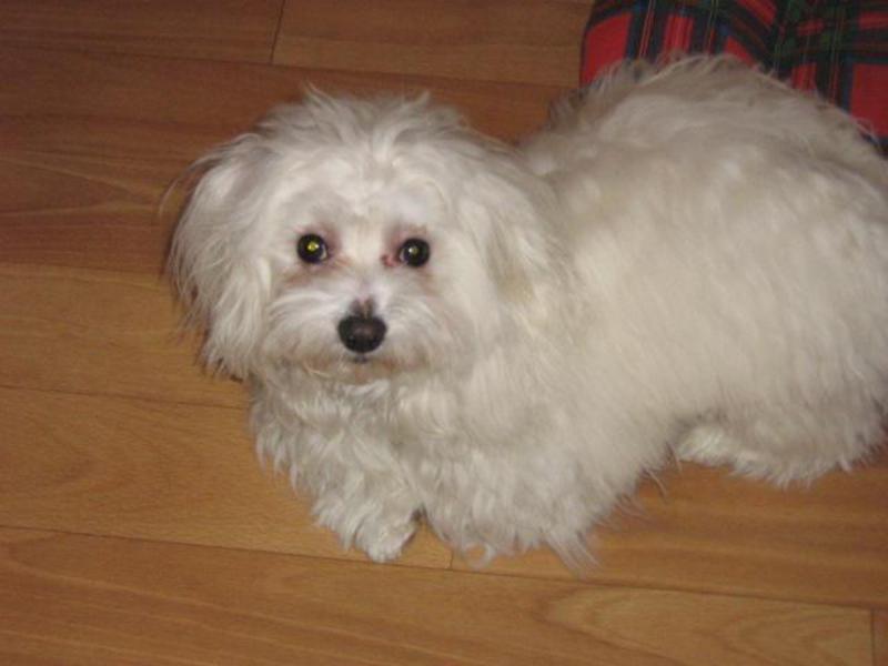 בלונים לבנים ורכים גורי בלונקה