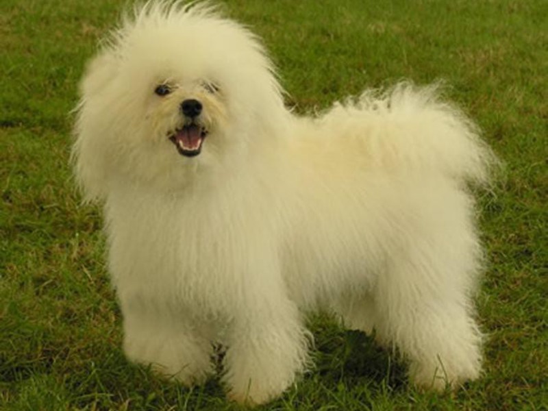 איך לטפל בבלונים מלטזית