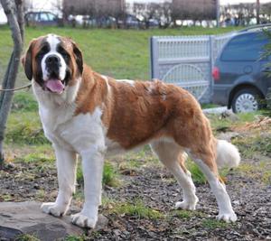 כלב סנט ברנרד: תיאור ומאפייני גזע, תמונות ומחיר