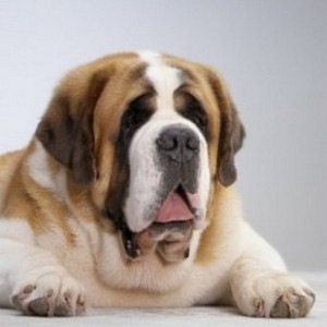 דמותו של סנט ברנרד סן ברנרד - גזע כלבים