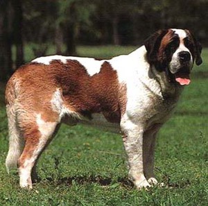 סנט ברנרד: מוזרויות החינוך