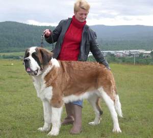 טיפול בסנט ברנרד טיפול בגורי סנט ברנרד