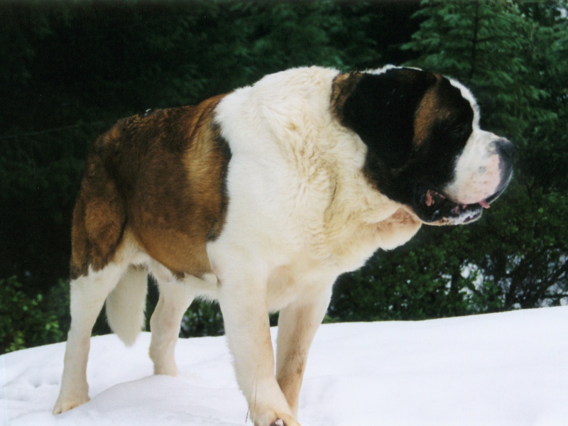 סן ברנרד הוא גזע עתיק יומין. סוג הפרווה של סנט ברנרד