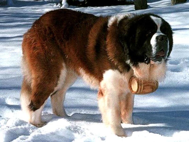 גזע כלבים מסוג סנט ברנרד סנט ברנרד קצר שיער