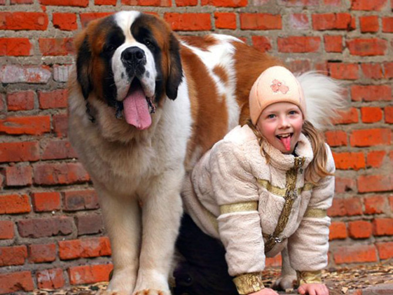 מאפייני סנט ברנרד כלב סנט ברנרד יפהפה