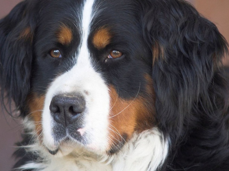 איך נראה כלב סנט ברנרד? אופיו של גזע הכלבים סנט ברנרד