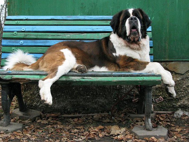 גזע כלבים מסוג סנט ברנרד מאפייני גזע סנט ברנרד