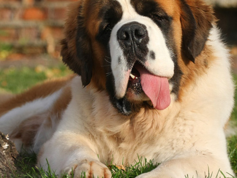 תכונות של גידול סנט ברנרד מאפייני גזע
