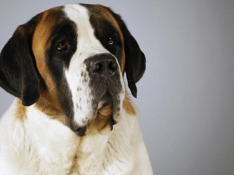 מאפייני גזע איך להאכיל כלבי סנט ברנרד