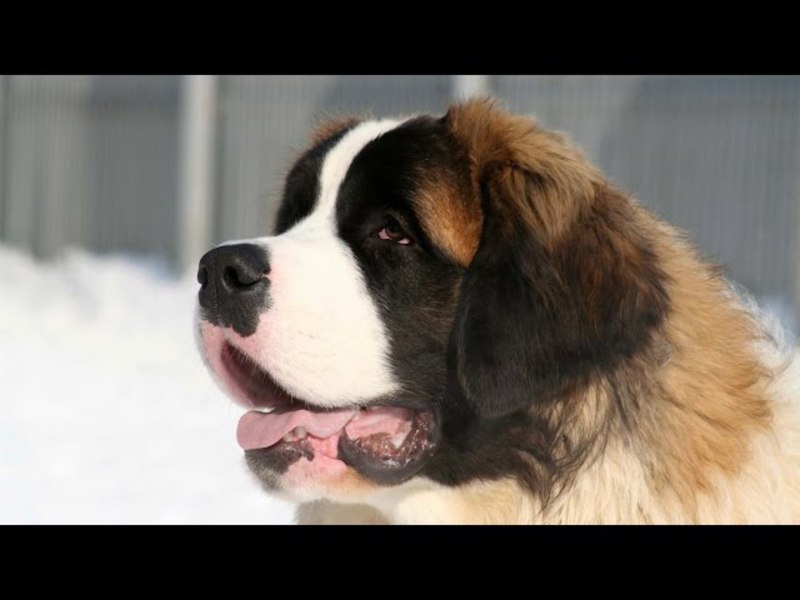 סן ברנרד הוא גזע עתיק יומין. סן ברנרד - גזע כלבים
