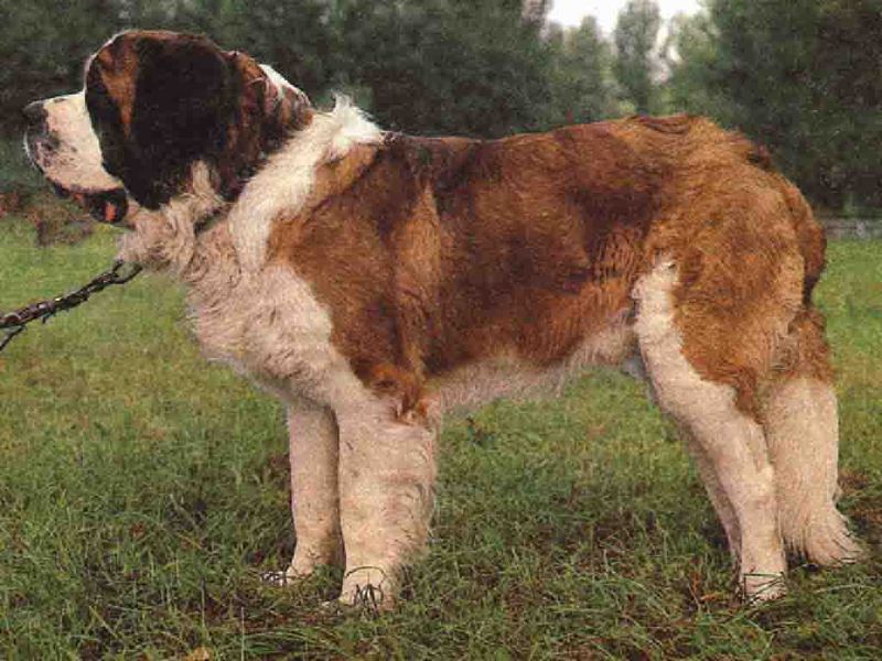 גידול כלבי סנט ברנרד איך לטפל בסנט ברנרד