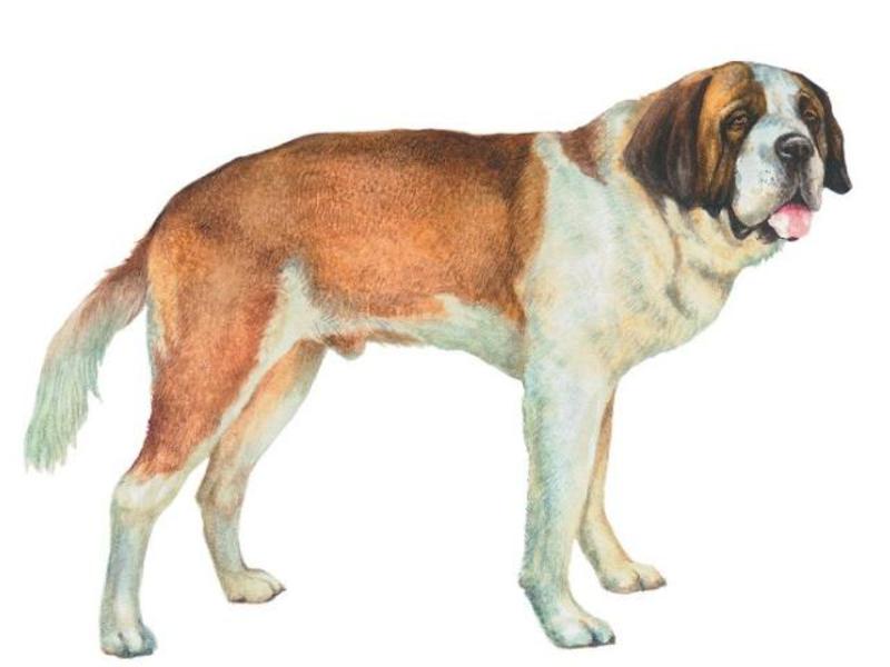 המראה של סנט ברנרד דמותו של סנט ברנרד