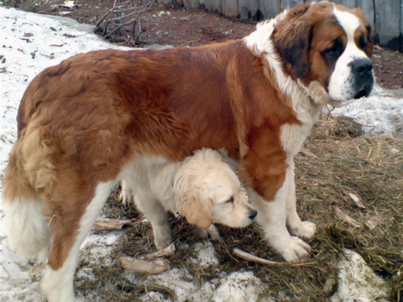 גזע כלבים מסוג סנט ברנרד אילוף גורי סנט ברנרד