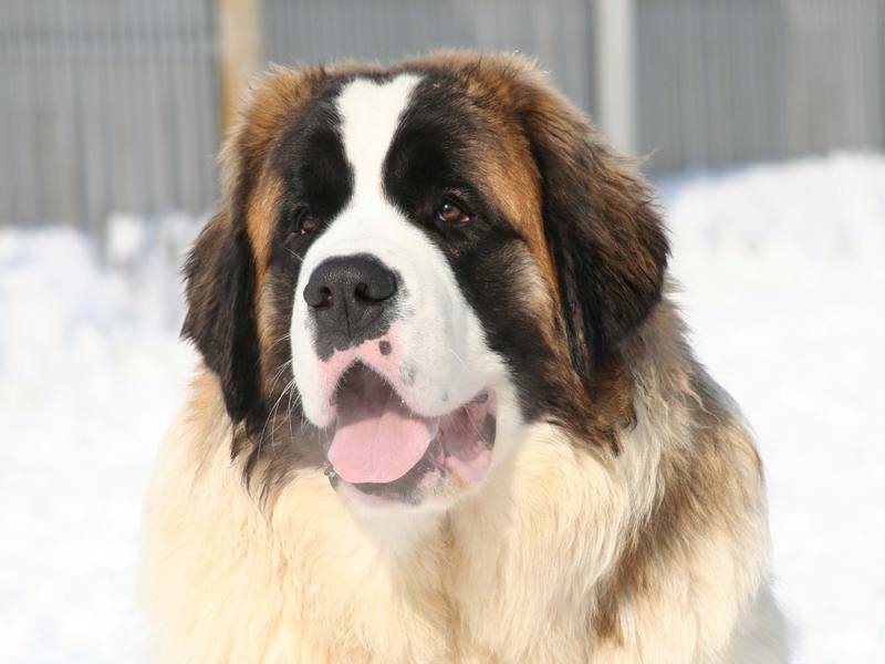 איך נראה כלב סנט ברנרד? איך לאלף סנט ברנרד