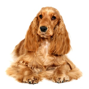 ביקורות מבעלי גזע ביקורות על ספניאל רוסי