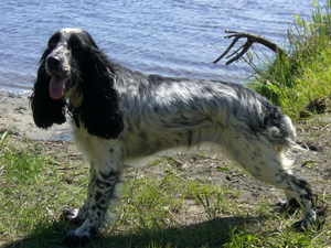 ספניאל ציד רוסי ספניאל ציד