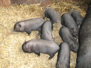 סלמון וייטנאמי עם בטן רכה