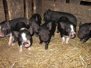 מראהו של החזיר הווייטנאמי