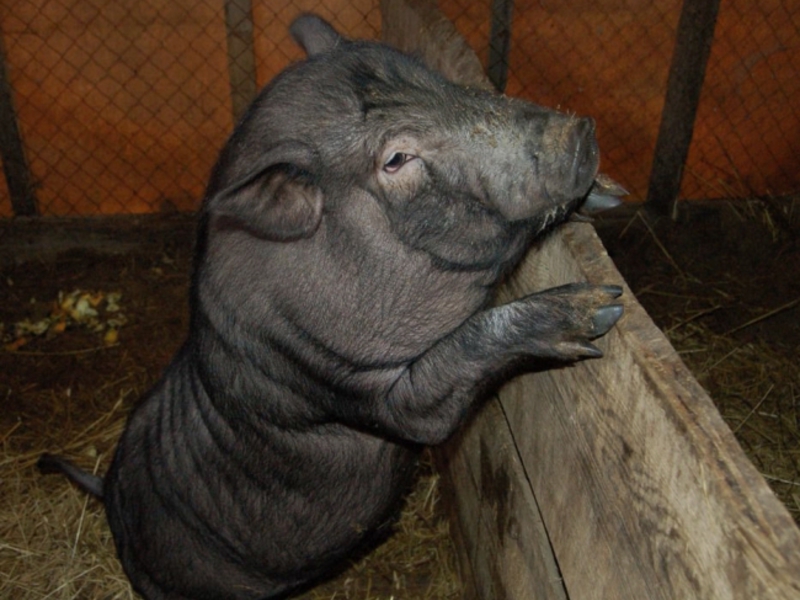 חזיר בטן וייטנאמי