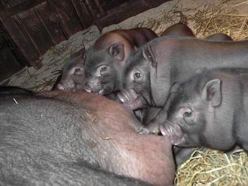 חזיר בטן וייטנאמי