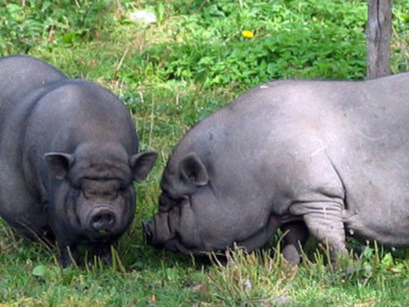 טיפול בחזירים