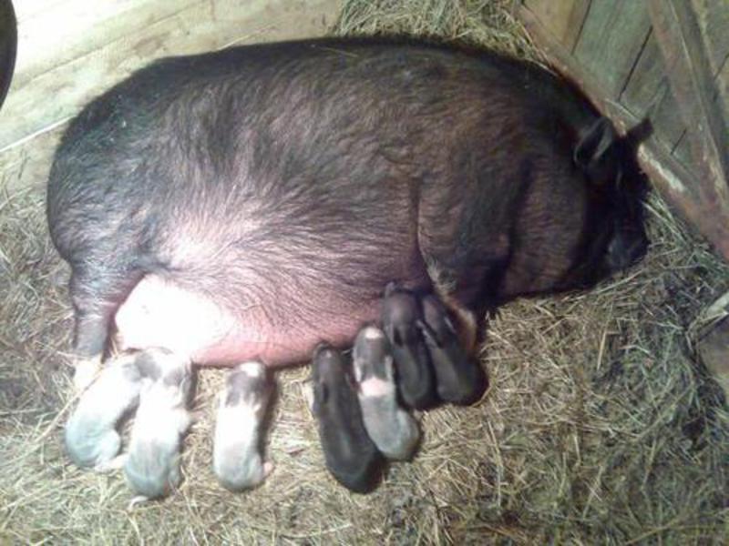 סלמון וייטנאמי עם בטן רכה