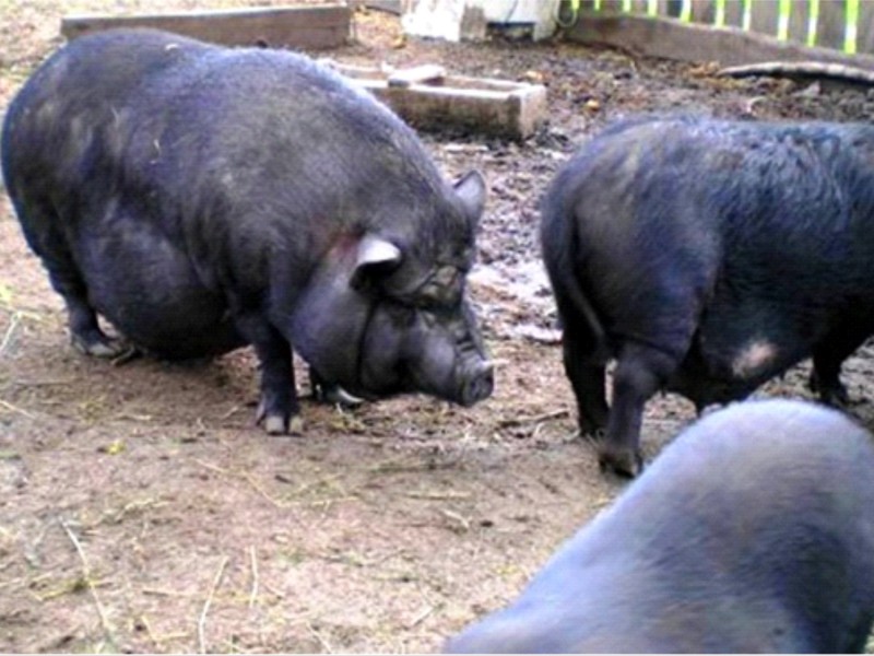 חזיר בטן וייטנאמי