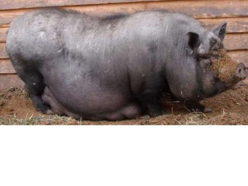 חזירה וייטנאמית בעלת כרס גדולה עם חזירוניה בטיול