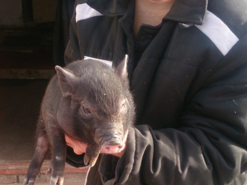 חזיר בטן וייטנאמי