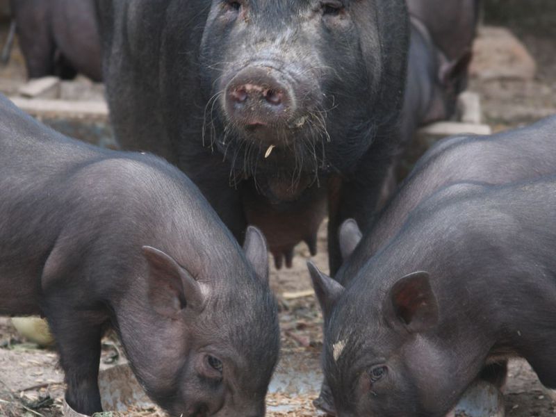 חזירות וייטנאמיות בעלות בטן עצומה עם חזירונים